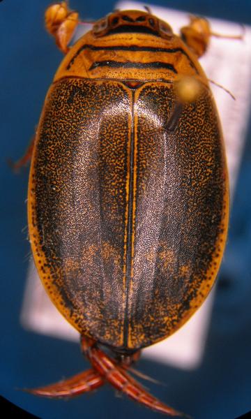 Photo of Acilius abbreviatus by Tim Loh